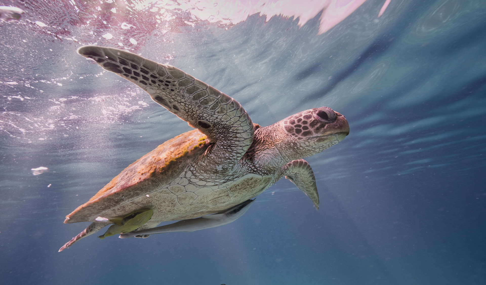 Green sea turtle gliding near the surface in clear tropical water at Koh Tao
